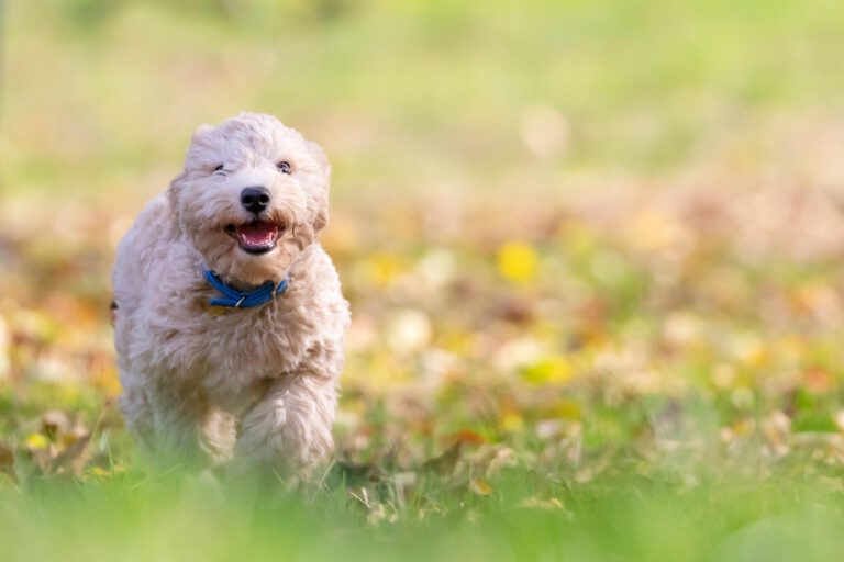 SocialWalk 2 dog 5671778 1280