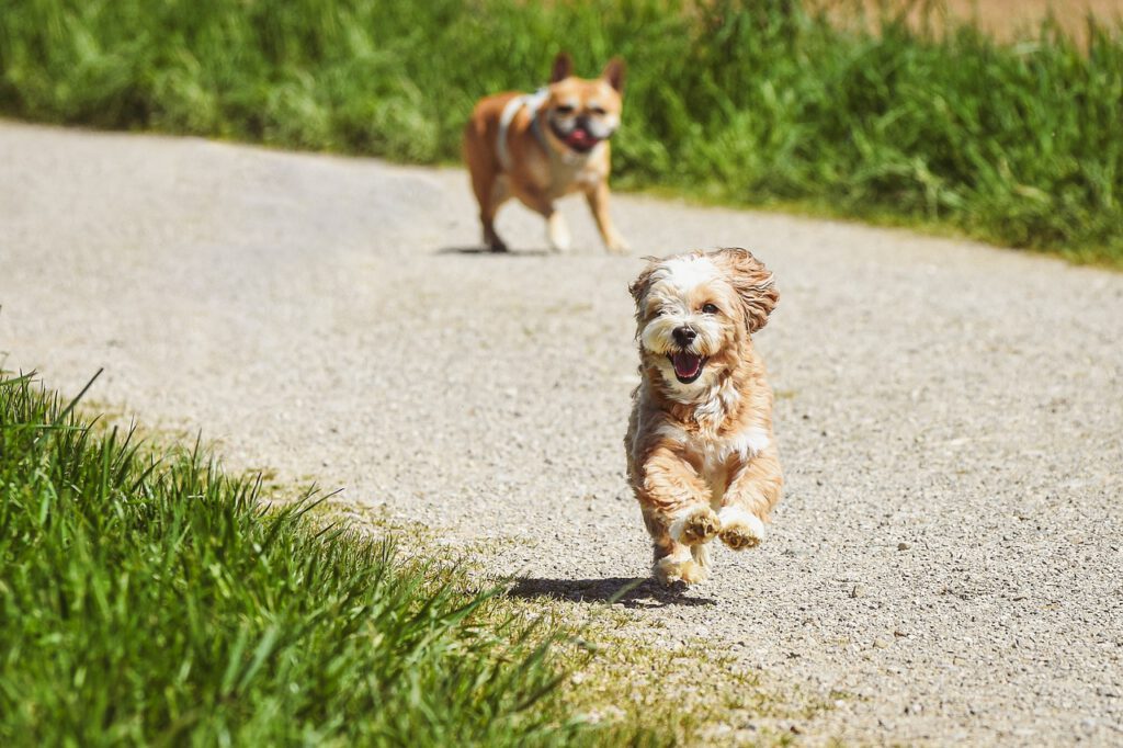 Freilaufgruppe 2 dogs 7209506 1280
