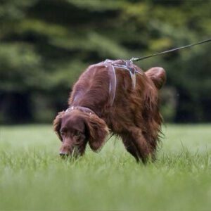 Mantrailing 2 WhatsApp Image 2026 03 16 at 21.32.34 1