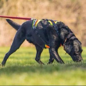 Mantrailing 3 WhatsApp Image 2026 03 16 at 21.32.34