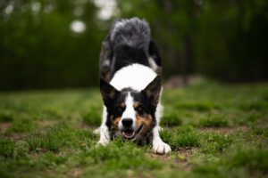 Start 2 Bordercollie vorderkörpertiefstellung