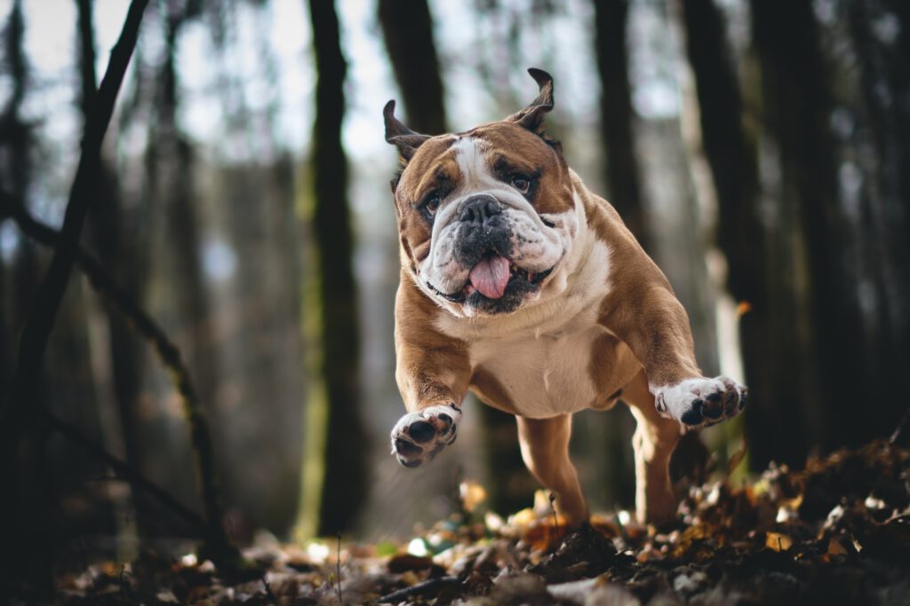 🌿 Beschäftigungskurs: Terra-Fun-Dogs 2 cp17 bulldog 10196217