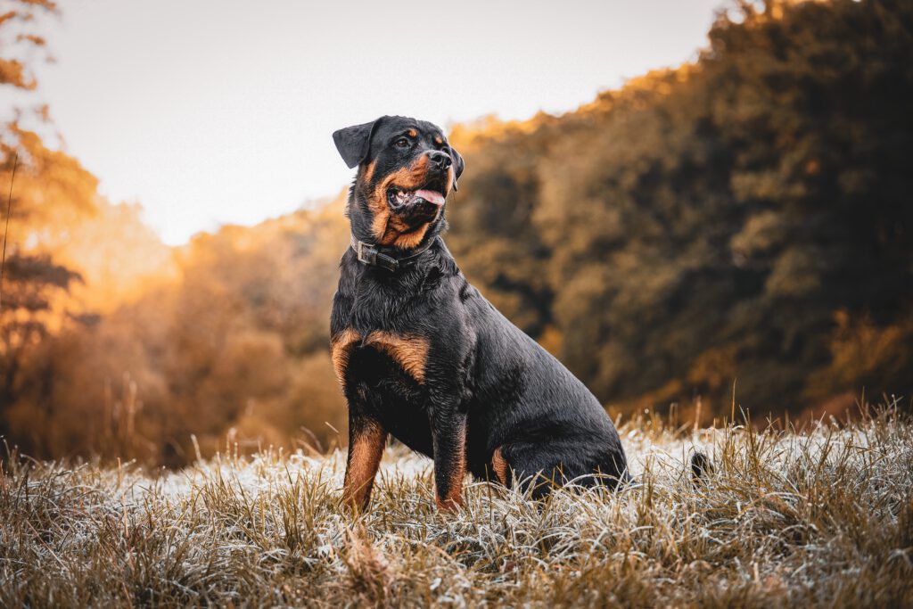 Alltagshelden 1 kvnsbl rottweiler 7510724