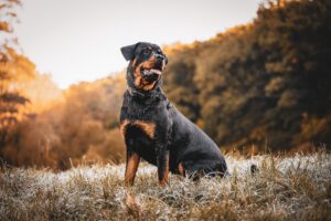 kvnsbl rottweiler 7510724